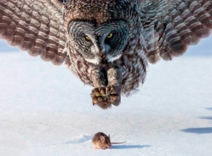 Illustration de l'article : Ces 30 photos prises une seconde avant le drame