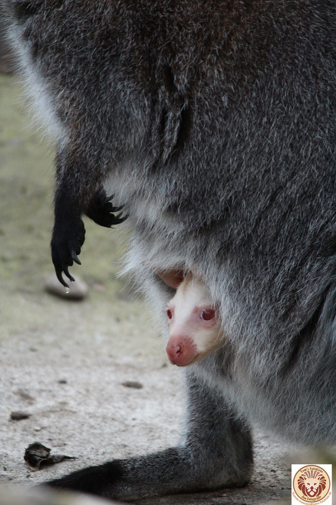 Illustration de l'article : Ces 22 choses curieuses observées et immortalisées par un appareil photo