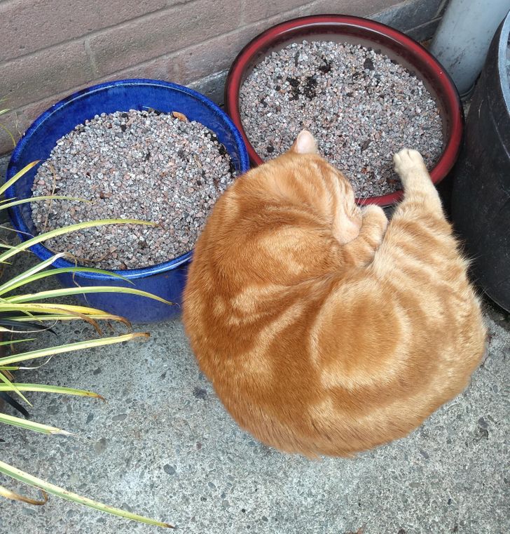 Illustration de l'article : Ces 20 photos qui demandent un second coup d'oeil