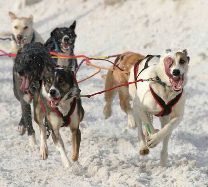 Illustration de l'article : Ces 23 photos prises pendant des situations loufoques