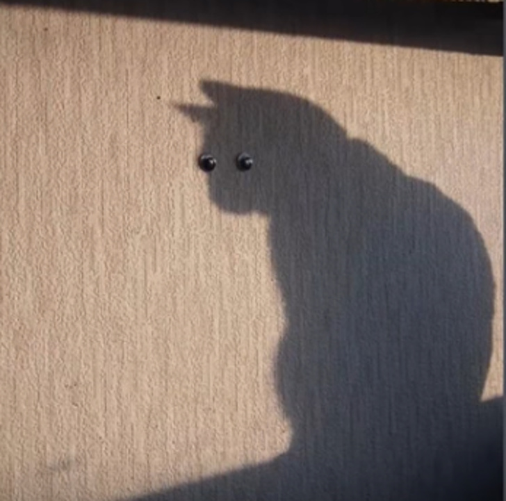 Illustration de l'article : Ces 21 personnes ont réussi un cliché fabuleux et original