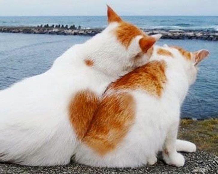 Illustration de l'article : Ces 18 photos parfaites prises à l'instant idéal