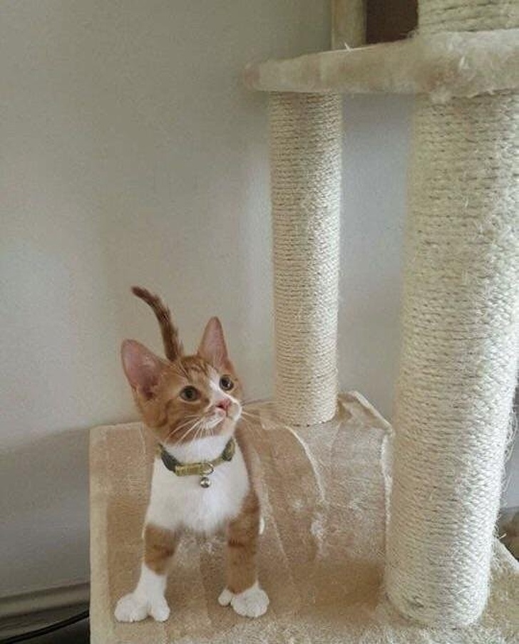 Illustration de l'article : Ces 17 situations rares qui méritent un coup d'oeil