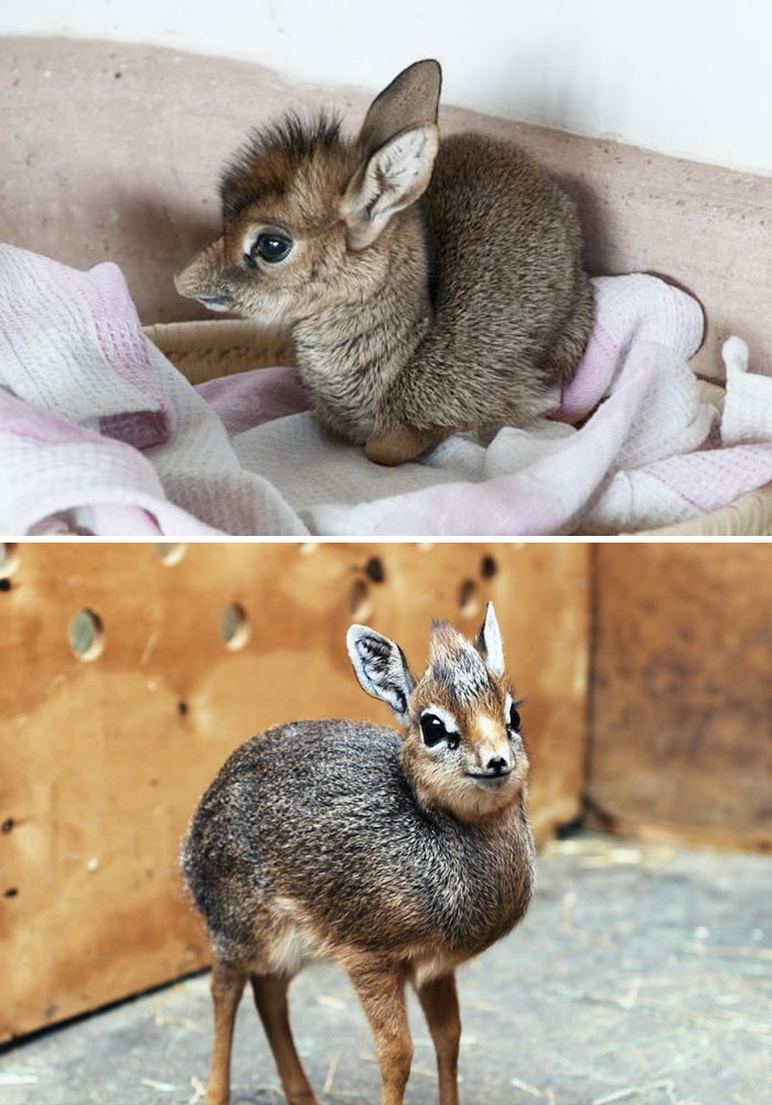 40 Bebes Animaux Que Vous Ne Connaissez Pas Encore 40 Bebes Animaux Que Vous Ne Connaissez Pas Encore