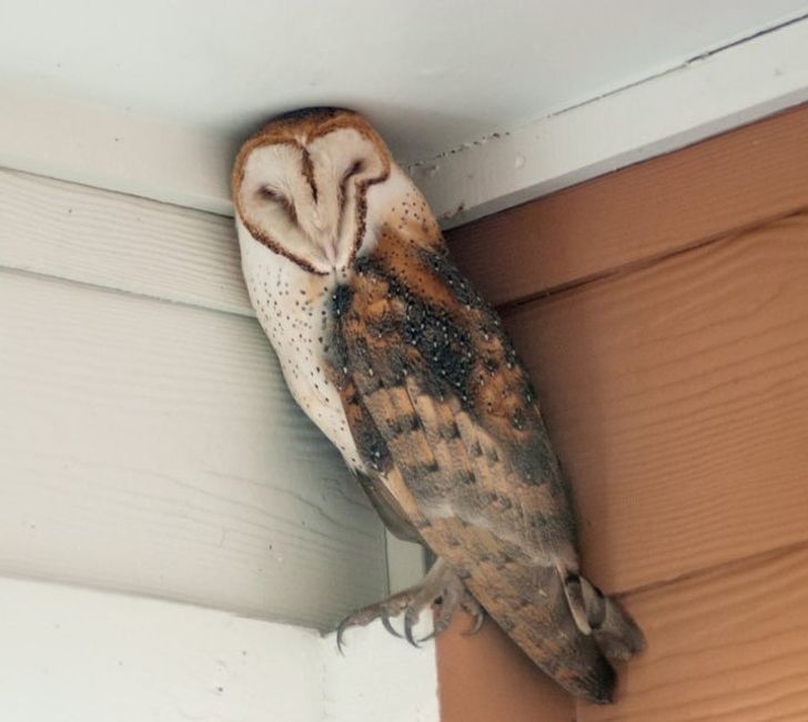 Illustration de l'article : Ces 17 photos qui illustrent l'art de se fondre dans le d&eacute;cor