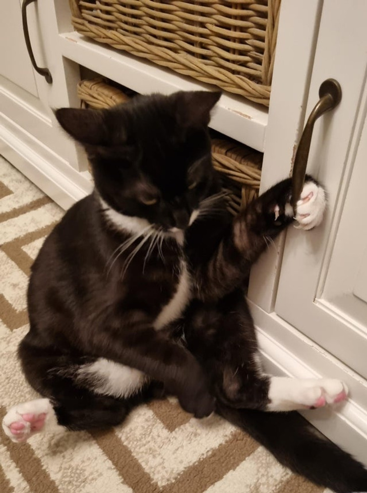 Illustration de l'article : Les joies du quotidien avec des animaux et des enfants en 20 clichés amusants