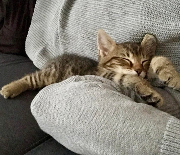 Illustration de l'article : Ces 20 photos d'animaux de compagnie en plein sommeil