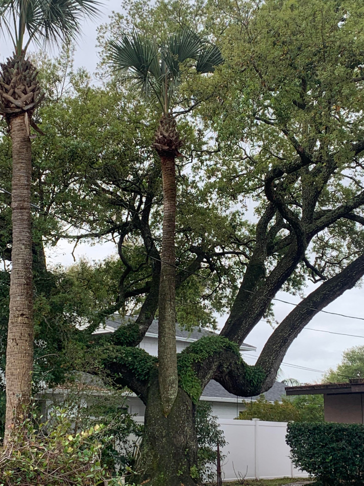 Illustration de l'article : Ces 17 photos qui montrent que Dame Nature a de l'humour