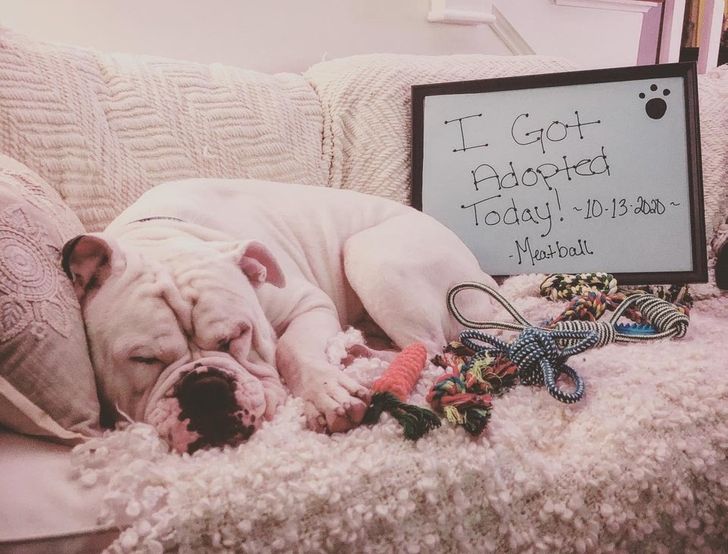 Illustration de l'article : Ces 17 photos d'animaux qui ont trouvé un foyer aimant