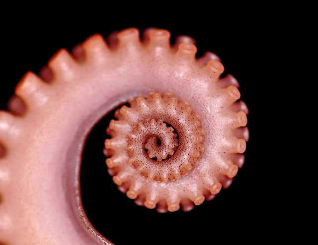 Illustration de l'article : La nature crée de merveilleuses œuvres d’art, comme le montrent ces 31 photos