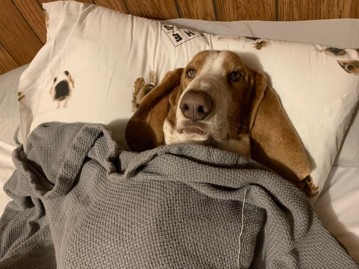 Illustration de l'article : Ces 20 photos d'animaux de compagnie en plein sommeil