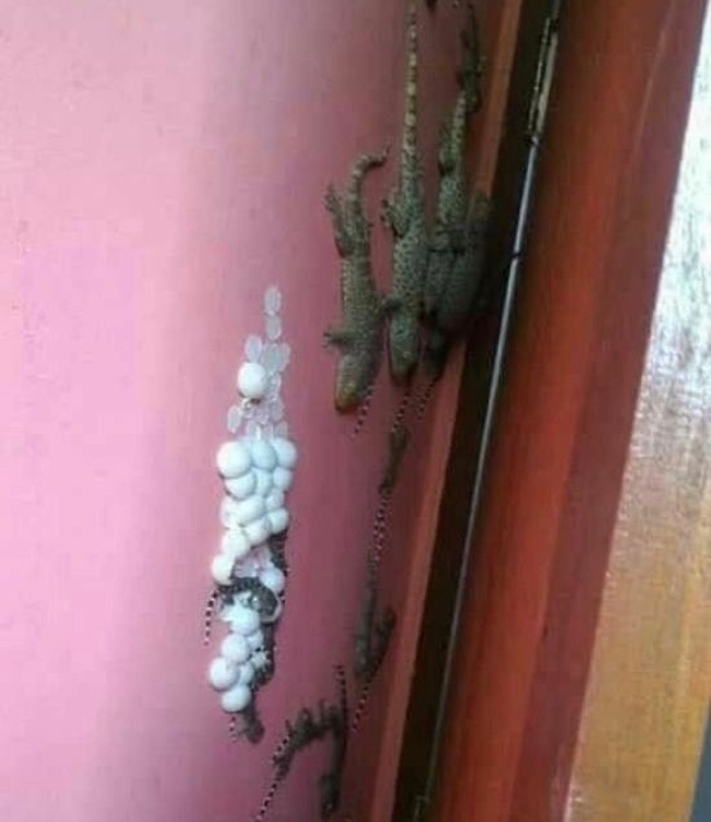 Illustration de l'article : Ces 20 photos donnent la chair de poule