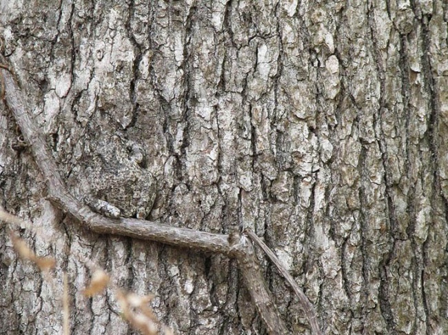 Illustration de l'article : Si vous n'avez pas une vision parfaite, vous ne trouverez pas les animaux cachés sur ces 10 photos !