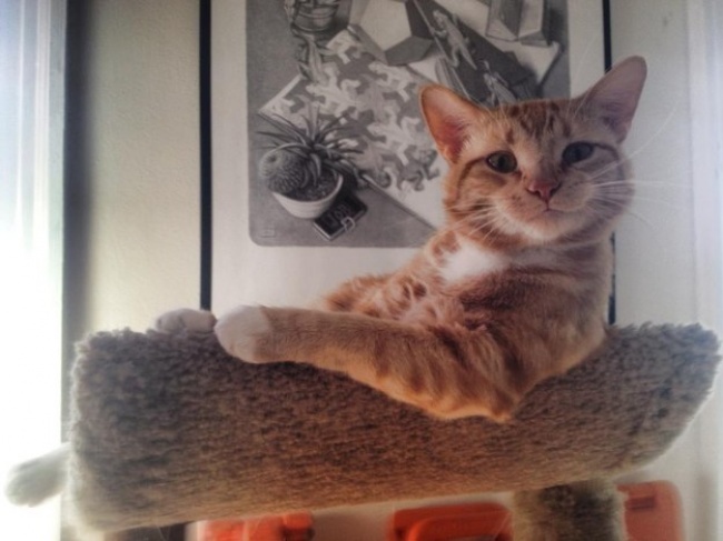 Illustration de l'article : 25 photos motivantes qui redonnent le sourire après une mauvaise journée ! 