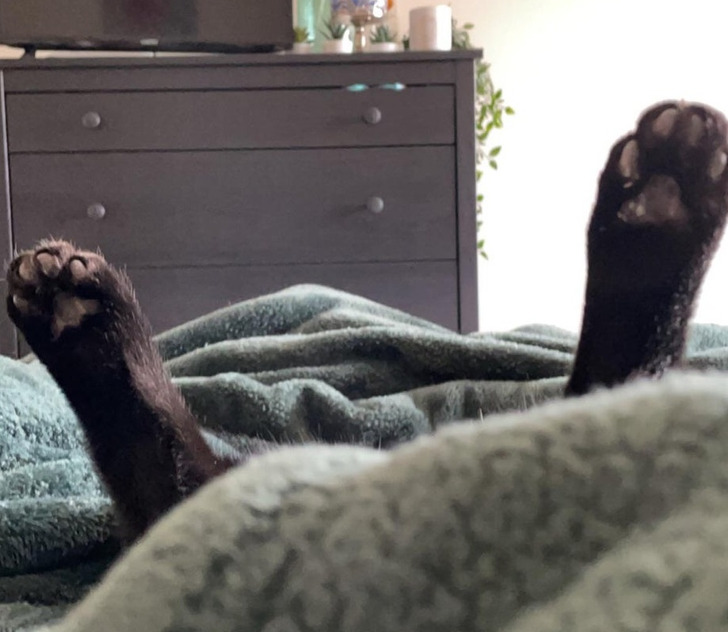 Illustration de l'article : Ces 20 photos d'animaux de compagnie en plein sommeil