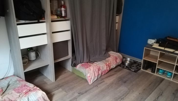 Illustration de l'article : Ces 19 photos illustrant les piètres talents des animaux de compagnie au jeu de cache-cache