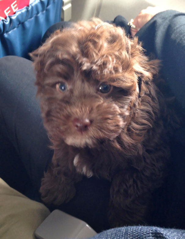 Illustration de l'article : 20 passagers insolites dans des transports aériens