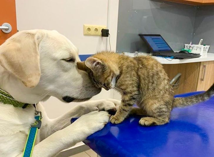 Ces 19 Animaux De Compagnie Qui Inspirent L Amour Et La Generosite