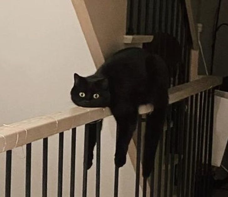 Illustration de l'article : Ces 20 animaux qui font tout pour faire croire qu'ils ont une vie très fatigante