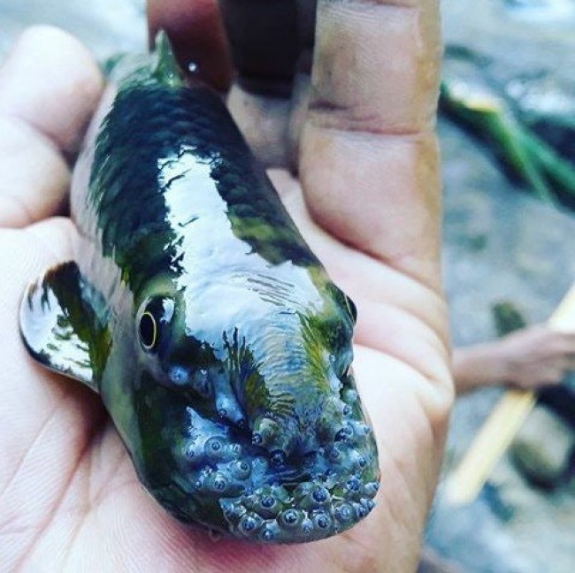 Illustration de l'article : 19 choses les plus étranges rencontrées sur la planète