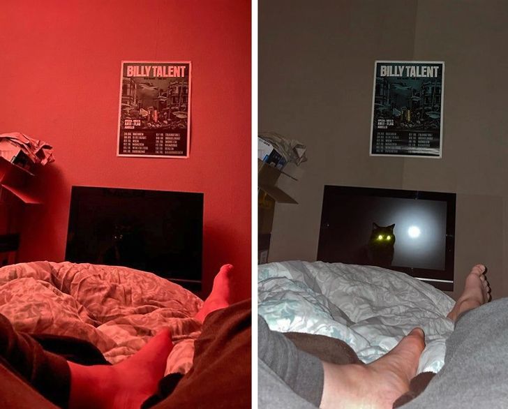 Illustration de l'article : Ces 17 photos qui illustrent l'art de se fondre dans le d&eacute;cor