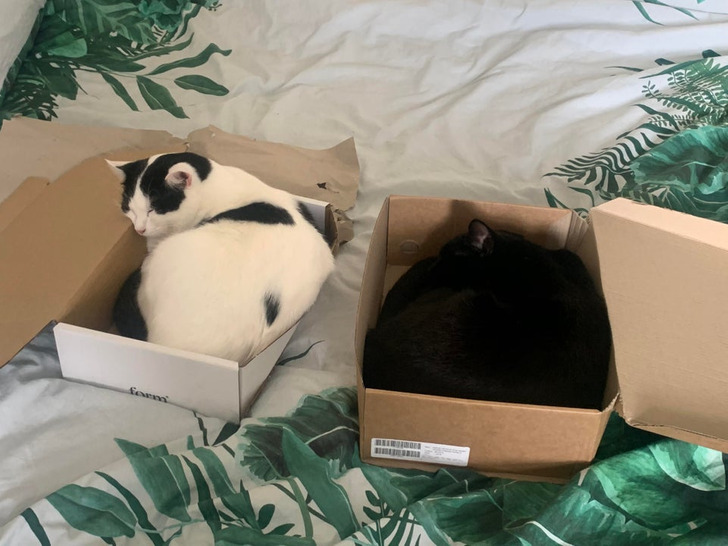 Illustration de l'article : Ces 20 photos d'animaux de compagnie en plein sommeil