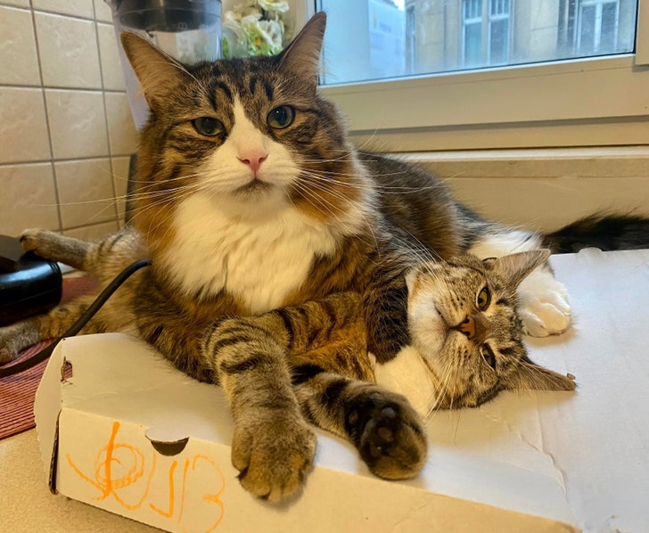 Illustration de l'article : Ces 19 photos de chats qui défient toutes les lois établies