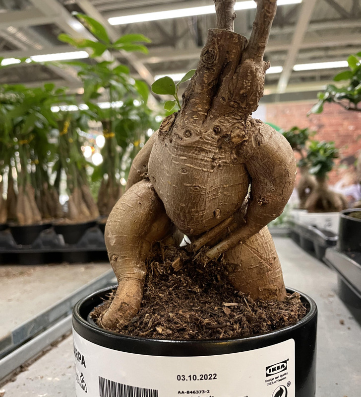 Illustration de l'article : Ces 17 photos qui montrent que Dame Nature a de l'humour