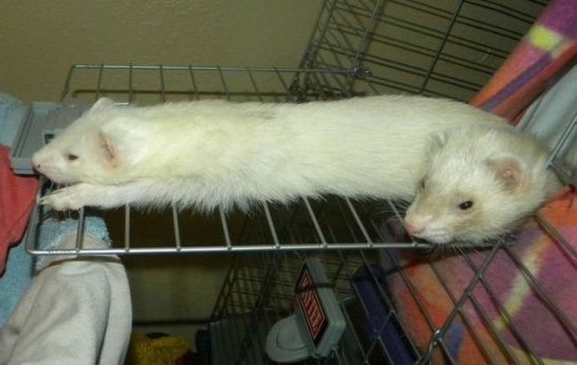 Illustration de l'article : Ces 22 curieux moments capturés au bon moment