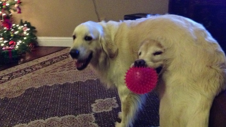 Illustration de l'article : Ces 20 photos de situations que l'on ne peut expliquer