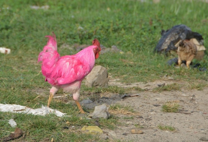 Illustration de l'article : Ces 19 moments assez fous dans le monde