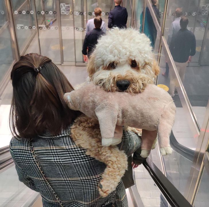 Illustration de l'article : Ces 20 photos qui montrent que les animaux sont de bons compagnons