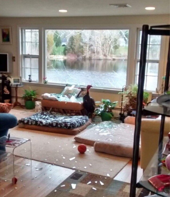 Illustration de l'article : 24 des pires poisses les plus redoutées