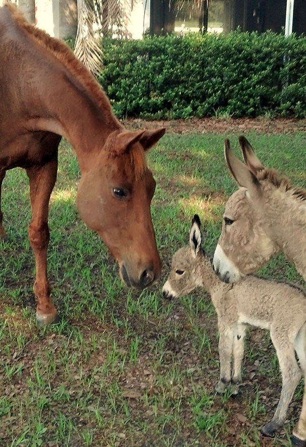 Ces 19 Bebes Anes Qui Font Craquer Le Net