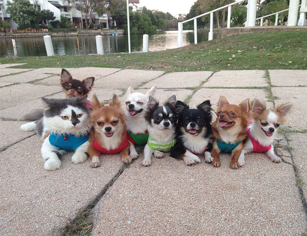 Illustration de l'article : Qui a vraiment le niveau pour trouver l'intrus sur ces 100 photos ? 