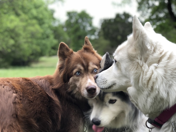 Illustration de l'article : Ces 13 photos qui montrent que les chats et les chiens peuvent aussi être jaloux