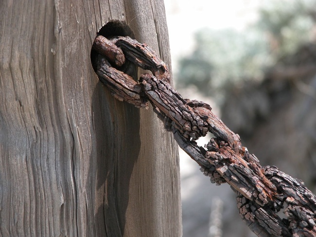 Illustration de l'article : Ces 27 curiosités immortalisées par un appareil photo