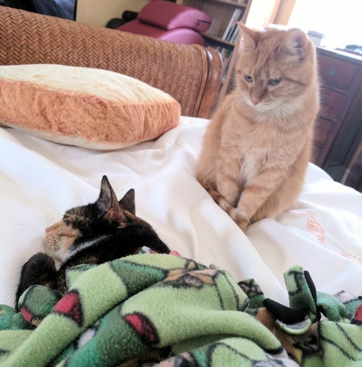 Illustration de l'article : Ces 13 photos qui montrent la jalousie dans le monde