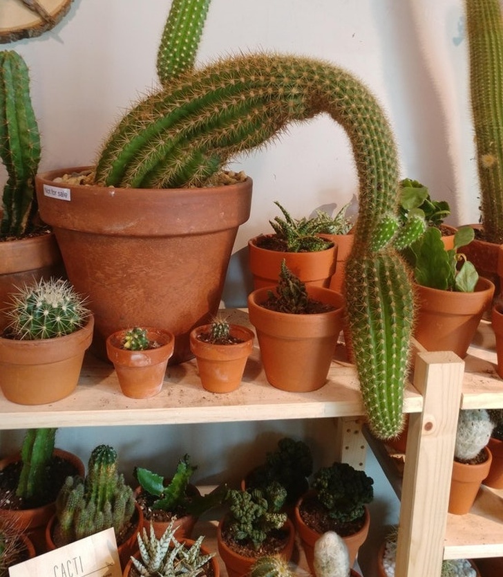 Illustration de l'article : Ces 21 photos de découvertes et de situations rarement vues