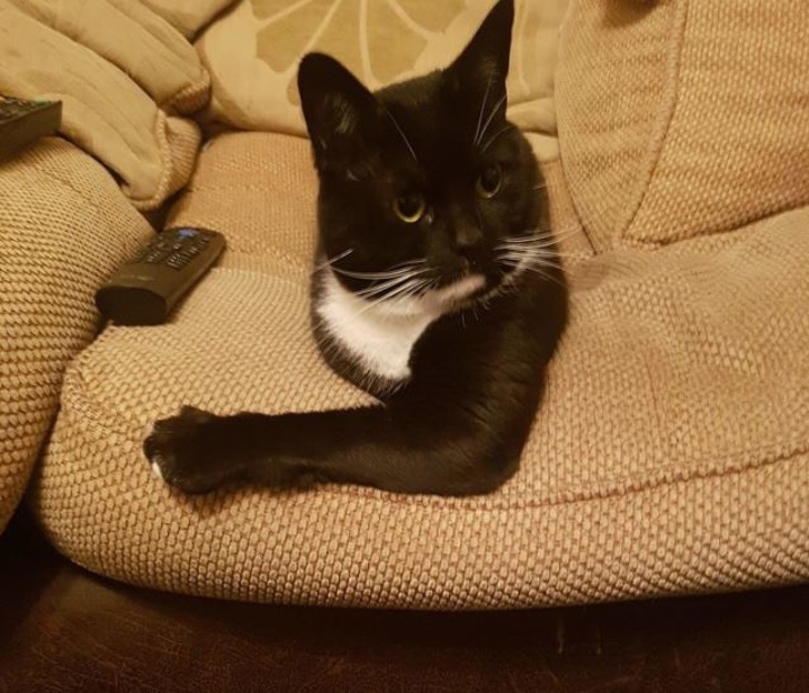 Illustration de l'article : Ces 21 photos de choses difficiles à expliquer